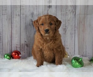 Goldendoodle (Miniature) Puppy for sale in FREDERICKSBG, OH, USA