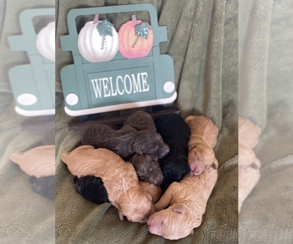 Medium Photo #1 Goldendoodle Puppy For Sale in SURPRISE, AZ, USA