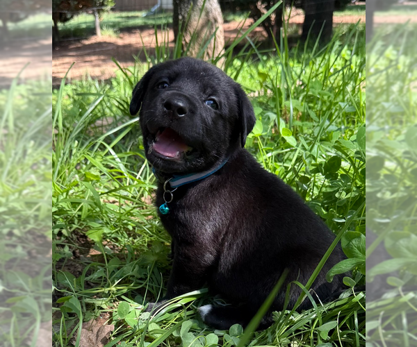 Medium Photo #10 Labrador Retriever-Unknown Mix Puppy For Sale in OKLAHOMA CITY, OK, USA