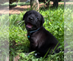 Small Photo #10 Labrador Retriever-Unknown Mix Puppy For Sale in OKLAHOMA CITY, OK, USA
