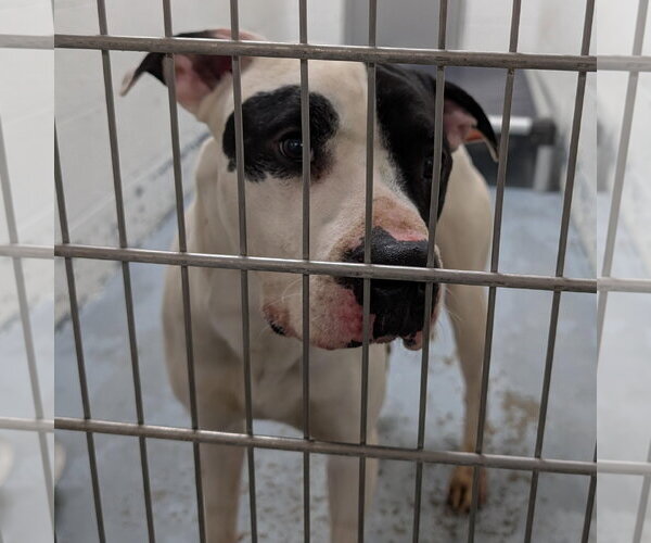 Medium Photo #5 American Bulldog-Unknown Mix Puppy For Sale in Rootstown, OH, USA