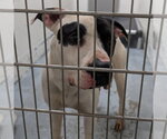 Small #4 American Bulldog Mix