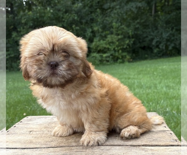 Medium Photo #2 Shih Tzu Puppy For Sale in MIDDLEBURY, IN, USA