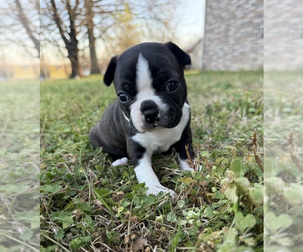 Medium Photo #1 Boston Terrier Puppy For Sale in GARFIELD, AR, USA