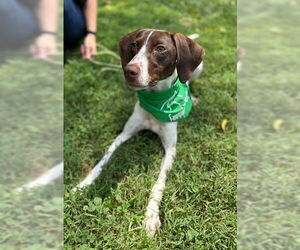Pointer-Unknown Mix Dogs for adoption in Warrenton, VA, USA