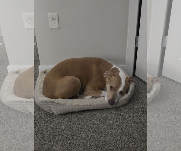 Medium Photo #2 Mutt Puppy For Sale in Virginia Beach, VA, USA