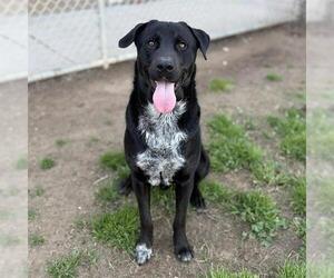 Borador Dogs for adoption in Modesto, CA, USA