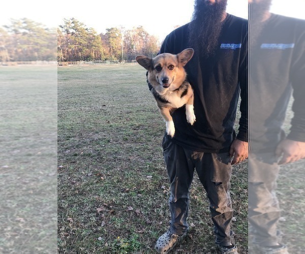 Medium Photo #1 Pembroke Welsh Corgi Puppy For Sale in SHALLOTTE, NC, USA