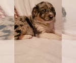 Small Photo #9 Australian Shepherd Puppy For Sale in BRIGGSDALE, CO, USA