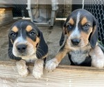 Small #10 Bluetick Beagle