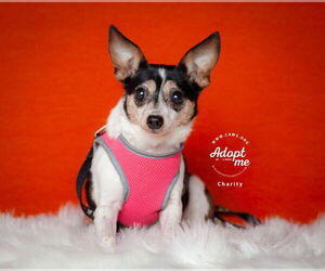 Chihuahua-Unknown Mix Dogs for adoption in Salt Lake City, UT, USA