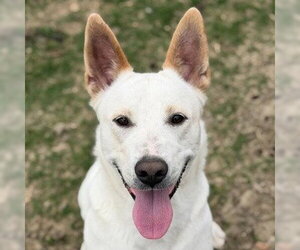 Mutt Dogs for adoption in Canton, CT, USA