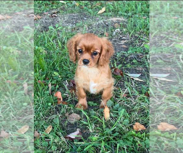 Medium Photo #2 Cavalier King Charles Spaniel Puppy For Sale in NILES, MI, USA