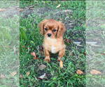 Small #1 Cavalier King Charles Spaniel