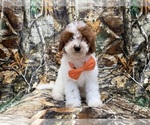 Image preview for Ad Listing. Nickname: Chip