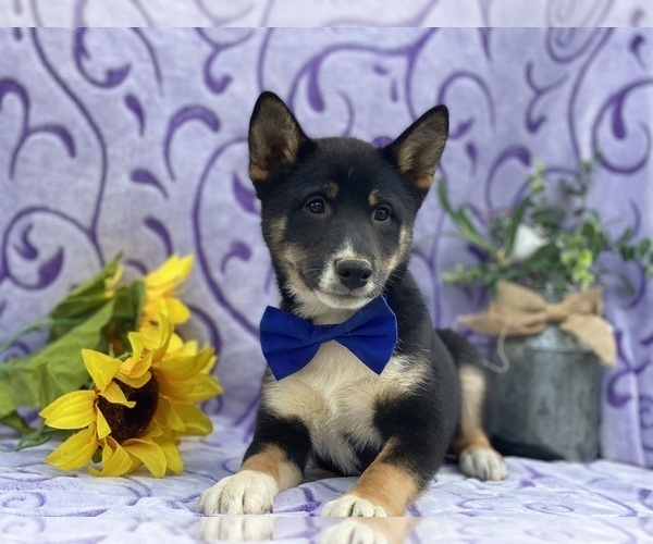 Medium Photo #4 Shiba Inu Puppy For Sale in LANCASTER, PA, USA