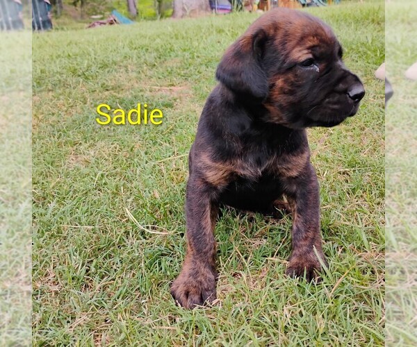 Medium Photo #8 Doberman Pinscher-Mastiff Mix Puppy For Sale in BRANTLEY, AL, USA