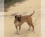 Small #3 Beagle-Mountain Cur Mix