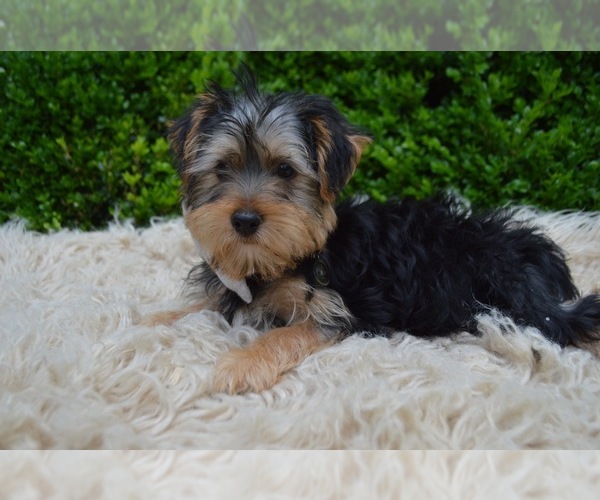 Medium Photo #4 Yorkshire Terrier Puppy For Sale in HONEY BROOK, PA, USA