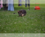 Puppy Zoey German Shepherd Dog