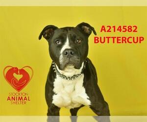 Mutt Dogs for adoption in Stockton, CA, USA