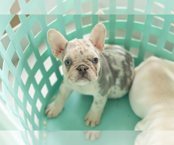 Medium Photo #7 French Bulldog Puppy For Sale in NAPPANEE, IN, USA