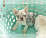 Small #6 French Bulldog