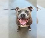 Small American Pit Bull Terrier