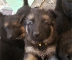 Small Photo #3 German Shepherd Dog Puppy For Sale in MEDINA, OH, USA
