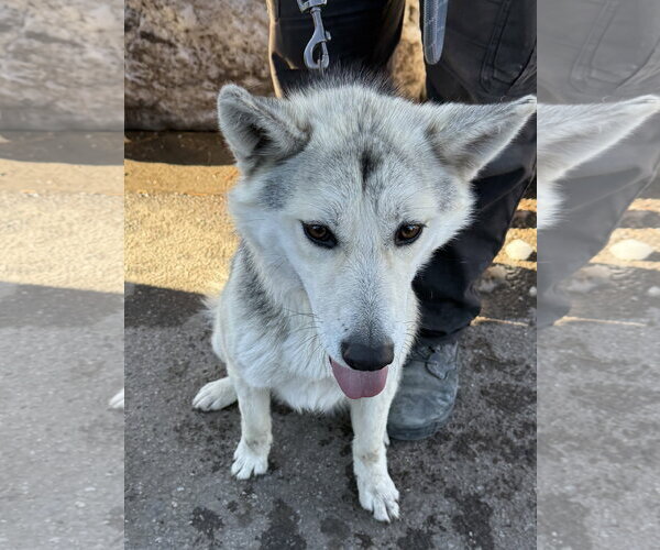 Medium Photo #2 Siberian Husky Puppy For Sale in Cedar Crest, NM, USA