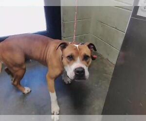 Mutt Dogs for adoption in Tulsa, OK, USA