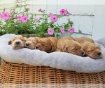 Small Photo #3 Golden Irish Puppy For Sale in JONES, MI, USA