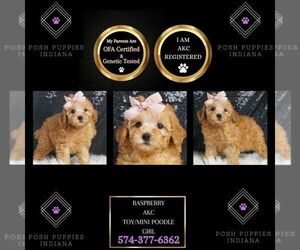 Poodle (Miniature) Puppy for sale in WARSAW, IN, USA