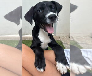 Catahoula Leopard Dog-Unknown Mix Dogs for adoption in Lakewood, CO, USA