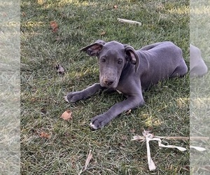 Great Dane Puppy for Sale in MIDDLEBURY, Indiana USA