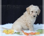 Small Photo #6 Labradoodle Puppy For Sale in FREDERICKSBURG, OH, USA