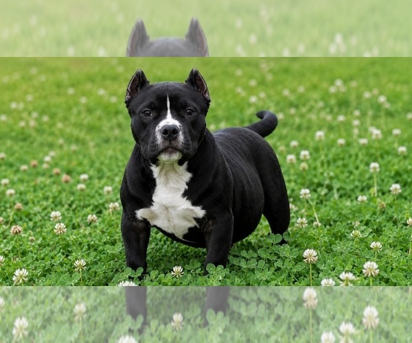 Medium Photo #1 American Bully Puppy For Sale in PUYALLUP, WA, USA
