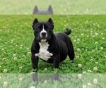 Puppy 2 American Bully