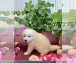 Small Photo #3 Samoyed Puppy For Sale in MONTE VISTA, CO, USA