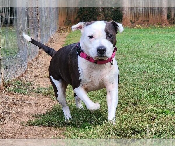 Medium Photo #1 American Pit Bull Terrier-Unknown Mix Puppy For Sale in Spotsylvania, VA, USA