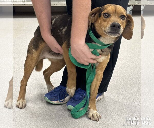Medium Photo #2 Beagle-Catahoula Leopard Dog Mix Puppy For Sale in Washington, DC, USA