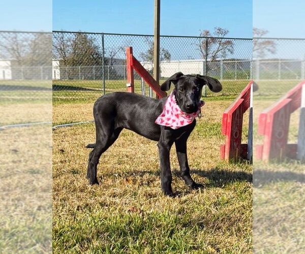 Medium Photo #3 Mutt Puppy For Sale in San Leon, TX, USA