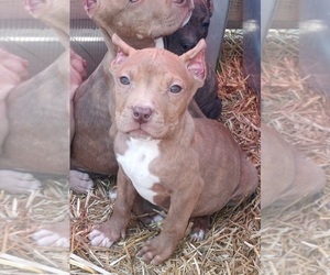 American Pit Bull Terrier Puppy for sale in TOCCOA, GA, USA