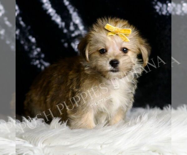 Medium Photo #2 Morkie Puppy For Sale in WARSAW, IN, USA