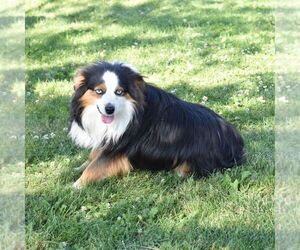 Father of the Miniature Australian Shepherd puppies born on 07/25/2026