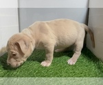 Small #3 American Bully