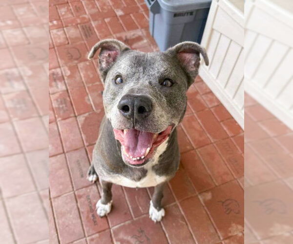 Medium Photo #5 American Pit Bull Terrier Puppy For Sale in Derwood, MD, USA
