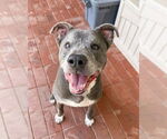 Small #4 American Pit Bull Terrier