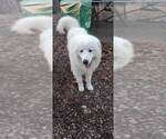 Small Photo #15 Great Pyrenees-Rottweiler Mix Puppy For Sale in SALEM, AR, USA