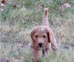 Puppy Puppy 6 HAPPY Goldendoodle